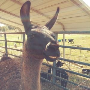 Meet your Posher, Arieal